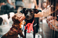 Animal Adoption Stream
