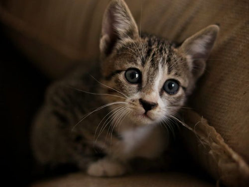 Animal Adoption Stream