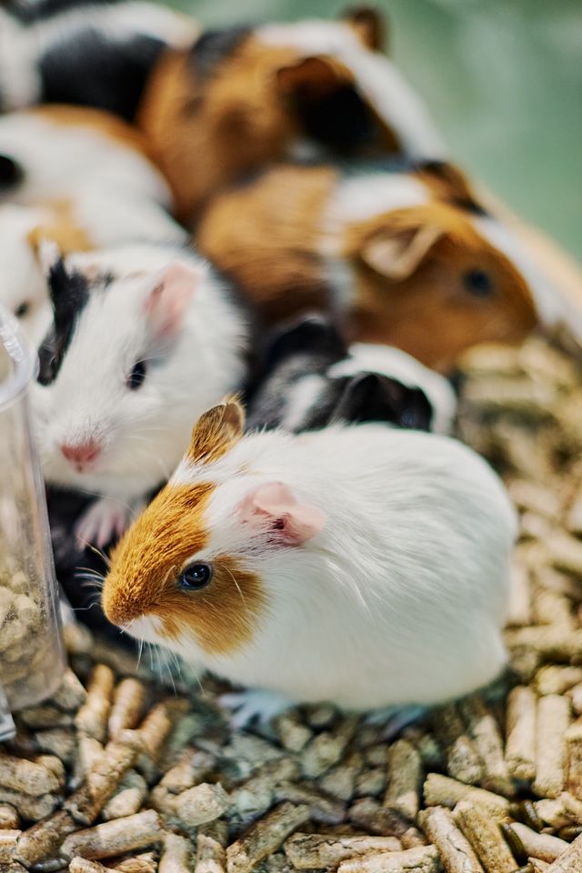 Animal Adoption Stream
