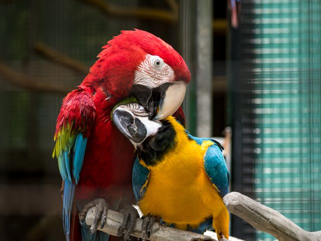 Animal Adoption Stream