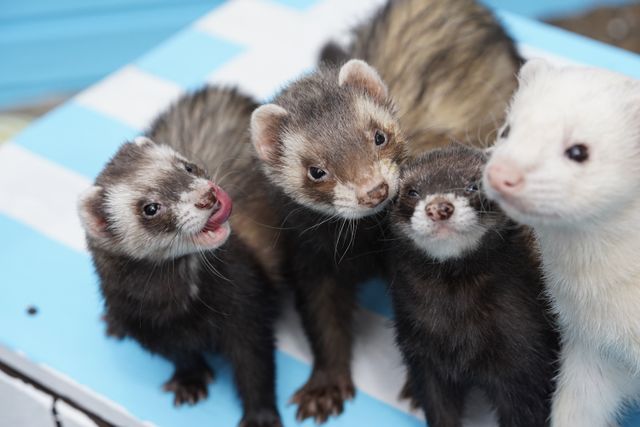 Animal Adoption Stream